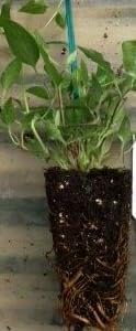 Yellow Trumpet Vine Plant - Campsis radicans - Flava - 2.5" Pot