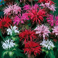 Park Seed Grow Your Own Vibrant Wildflower Garden Mixture, Perfect for Bees, Butterflies, and Hummingbirds, Panaroma Mix, 2 x Pack of 100