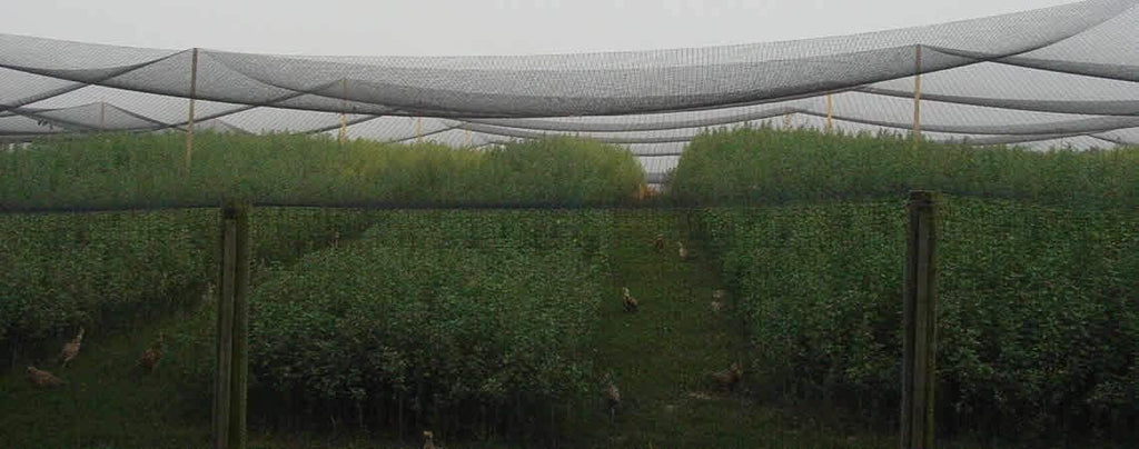Poultry Netting 1" or 2" Mesh Heavy Knotted Nets Aviary Gamefowl Quail Chicken Bird Block Net Long Lasting Break/Burst 85/245 lb Polyethylene 8-10 Year Lifespan (50' X 100', 2)