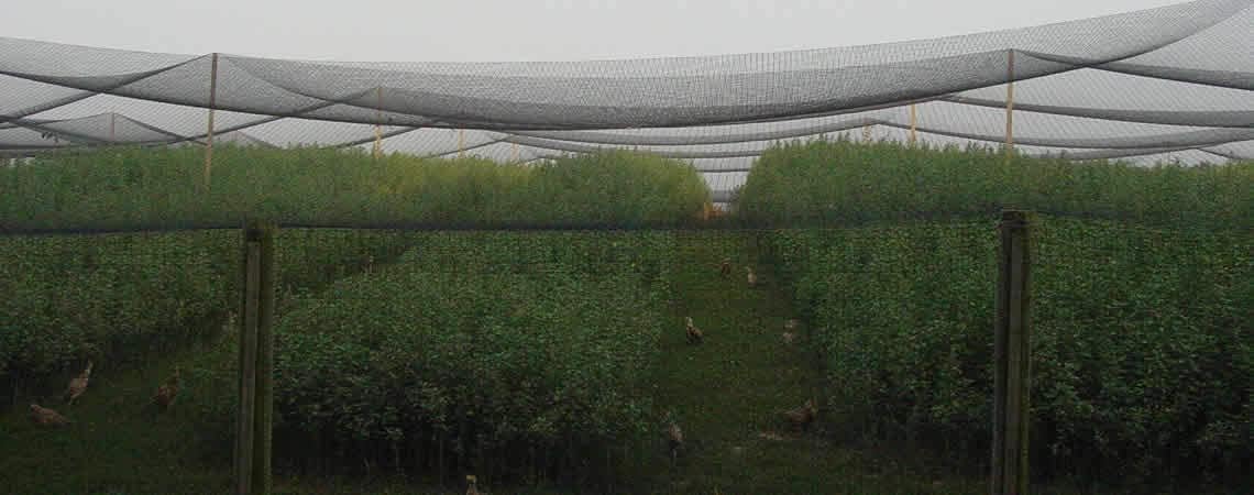 Poultry Netting 1" or 2" Mesh Heavy Knotted Nets Aviary Gamefowl Quail Chicken Bird Block Net Long Lasting Break/Burst 85/245 lb Polyethylene 8-10 Year Lifespan (50' X 100', 2)
