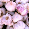 8 Garlic for Planting in Fall Hardneck, Purple Stripe Garlic Bulbs for Planting, Fresh and High Yield Bulb Variety Pack, Hardy and Fast Growing