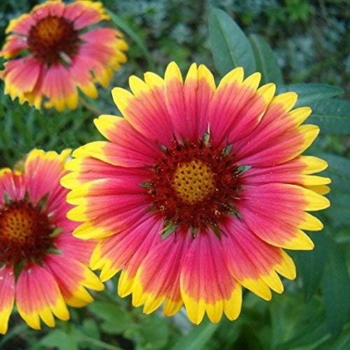 Non GMO Bulk Annual Gaillardia Blanket Flower Seed -Gaillardia pulchella (25 Lbs)