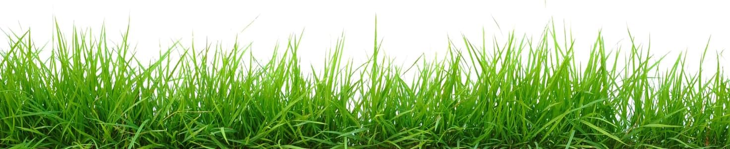 Brownie Brand Majestic Hulled Bermudagrass Seed | Premium Turf Grass for Dense, Drought-Resistant Lawns | Fast-Growing, Heat-Tolerant, Certified Seed for High-Traffic Areas. (50 Pound)