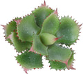 Duovlo Artificial Succulent Plant 7.08 Inch Faux Succulents Agave potatorum Flower Arrangement Craft Wall DIY Materials Pack of 2 (Green)
