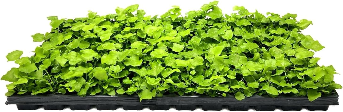Japanese Holly Fern - 30 Live Plants - Cyrtomium Falcatum Rochfordianum