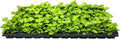 Japanese Holly Fern - 10 Live Plants - Cyrtomium Falcatum Rochfordianum