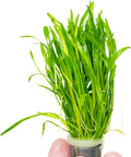 Micro Sword Lilaeopsis Novaezelandiae Bundle Live Aquarium Plant Decorations BUY2GET1FREE