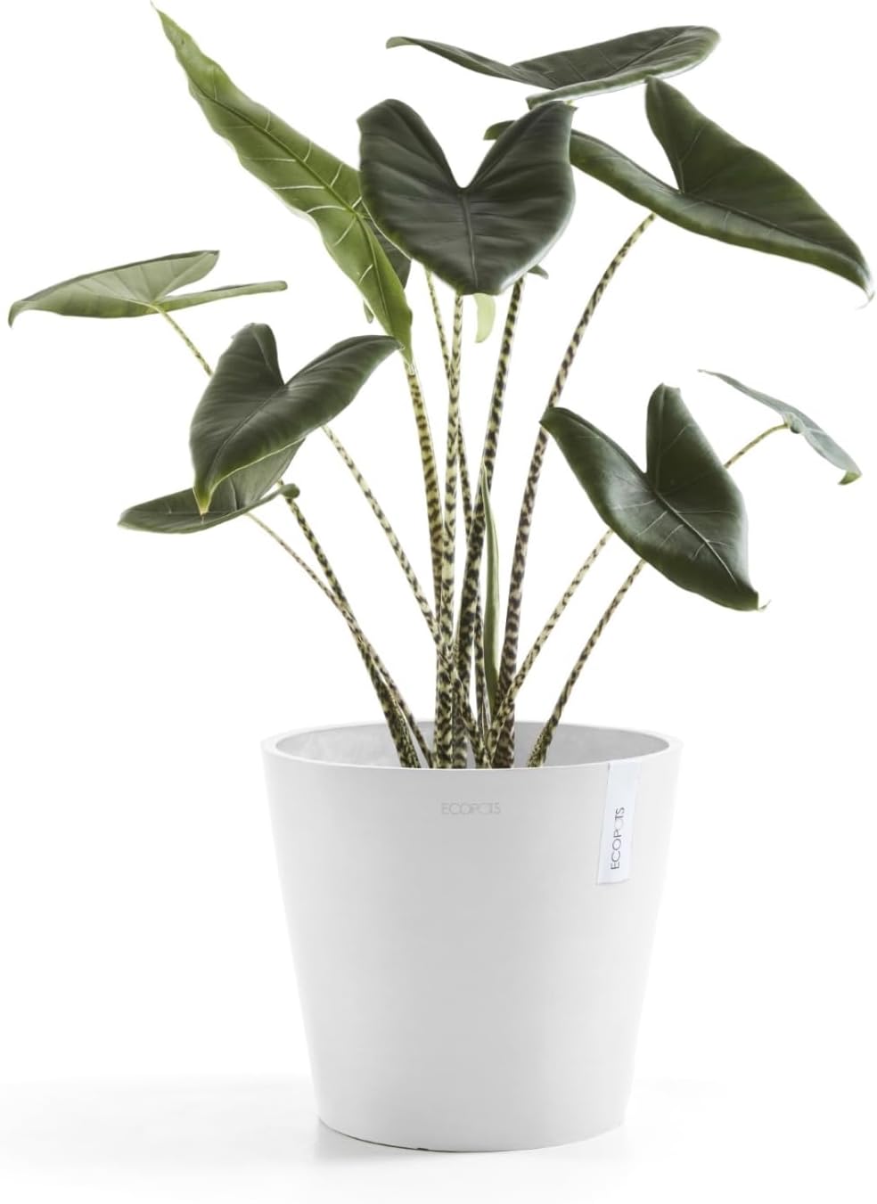 Ecopots Amsterdam Durable Modern Round Indoor/Outdoor Recycled-Based Composite Flower Pot Planter, Pure White, 12"