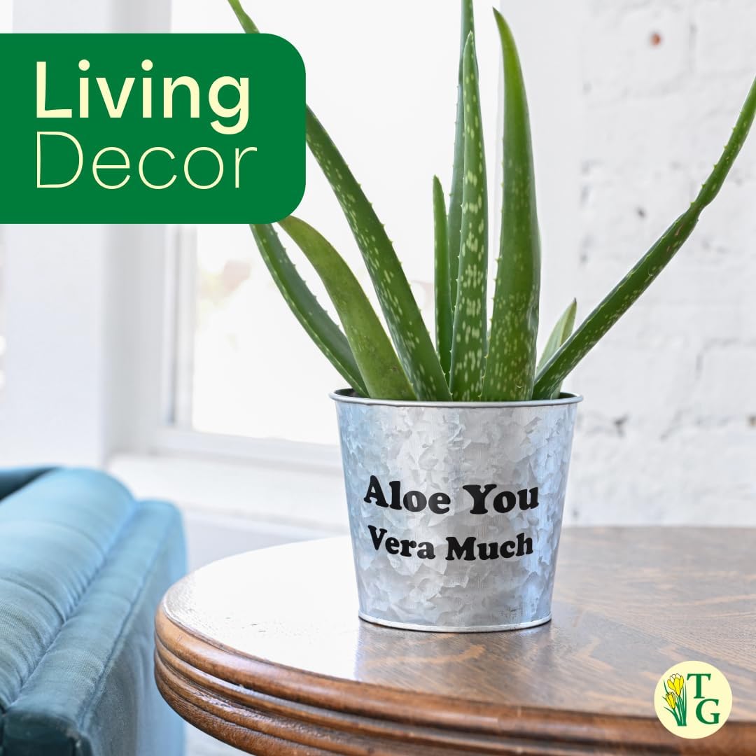 Thorsen's Greenhouse Aloe Vera, Live Indoor Plant, Aloe barbadensis, Easy to Grow, Succulent, Natural Air Purifier, 4" Diameter Pot (Silver - Metal)