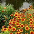 Non GMO Bulk Annual Gaillardia Blanket Flower Seed -Gaillardia pulchella (25 Lbs)