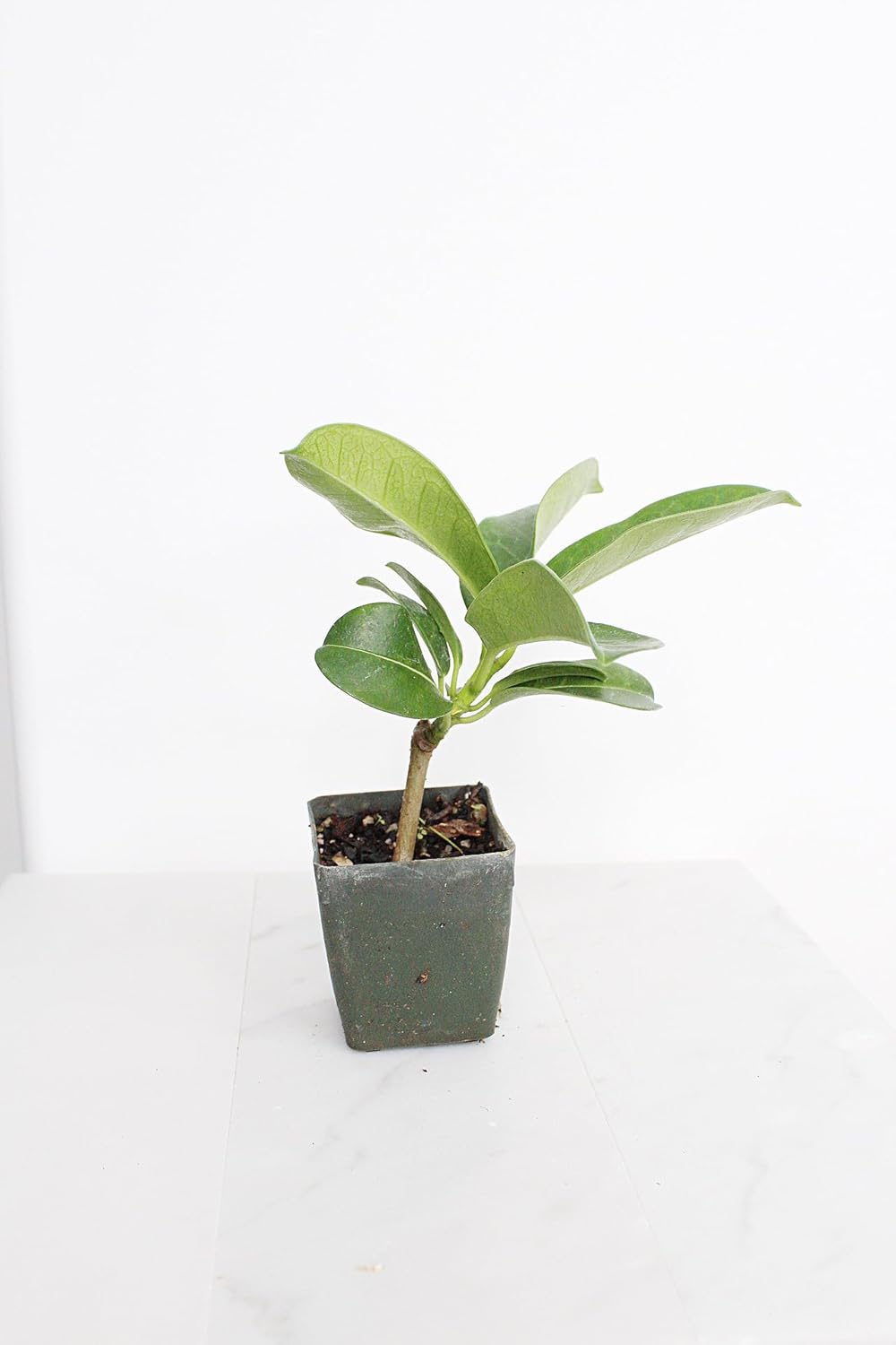 Generic Stephanotis Floribundas Madagascar Jasmine Vine | 2 inch Pot | Fairy Garden (3), green