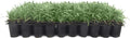 Dwarf Mondo Grass | 40 Live Plants | Japonicus Nanus | Shade Loving Evergreen Lilyturf Groundcover