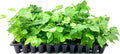 Sambac Jasmine Plant | 3 Live Plants | Jasminum Sambac | Fragrant White Blooms | Ideal for Indoor & Outdoor Planting | Aromatic Addition to Gardens & Patios | Lush & Decorative Foliage