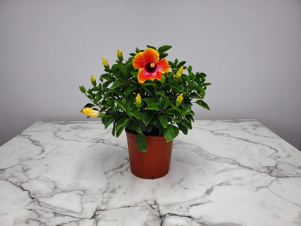 Hibiscus Bush - Fiesta Flower - Tropical Plants of Florida - Overall Height 22" to 26" (Plant Only)