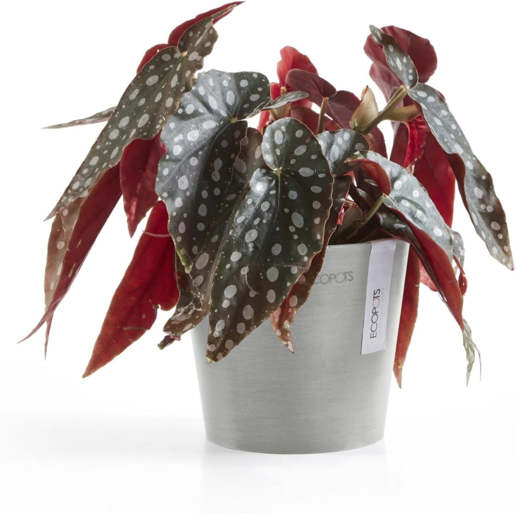 Ecopots Amsterdam Mini Durable Modern Round Recycled-Based Composite Flower Pot Planter, White Grey, 5"