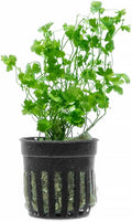 Live Aquarium Stem Plants - Freshwater Aquatic Plant for Fish Tanks, Aquascaping - (Cyperus Helferi, 4 Bunches)