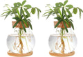 Plant Propagation Station,Hydroponic Glass Container Vase Jars, with Wooden Saucer for Desks, Houses, Garden Decorations, Home Kitchen Decorations and Gifts for Plant Lovers (2)