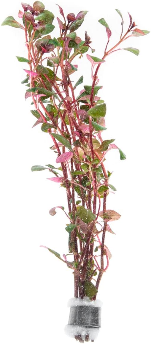 Mini Bolbitis Baby Leaf - Live Aquarium Plant for Fish Tank Decorations (1 Pot)