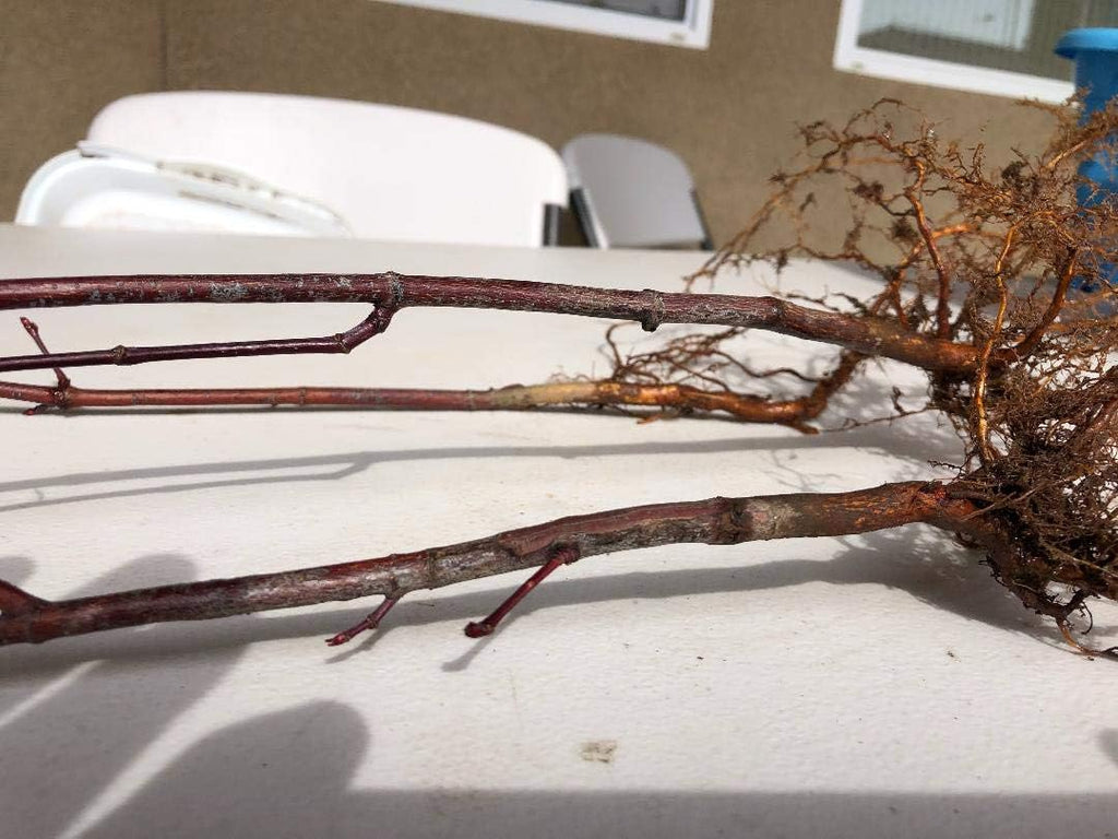 Japanese Red Maple Live Plants Shipped 1-2 Foot Tall