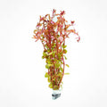 Live Aquarium Red Stem Plants - Freshwater Aquatic Plant for Fish Tanks, Aquascaping - (Rotala Wallichii, 1 Bunch)