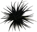 Live Extra Large Tillandsia Ionantha Guatemala Colorful Air Plant 3+ inch Enhanced Color Easy Care Indoor Outdoor Home Decor Gift Airplant by Awesome Industries (Black XL)