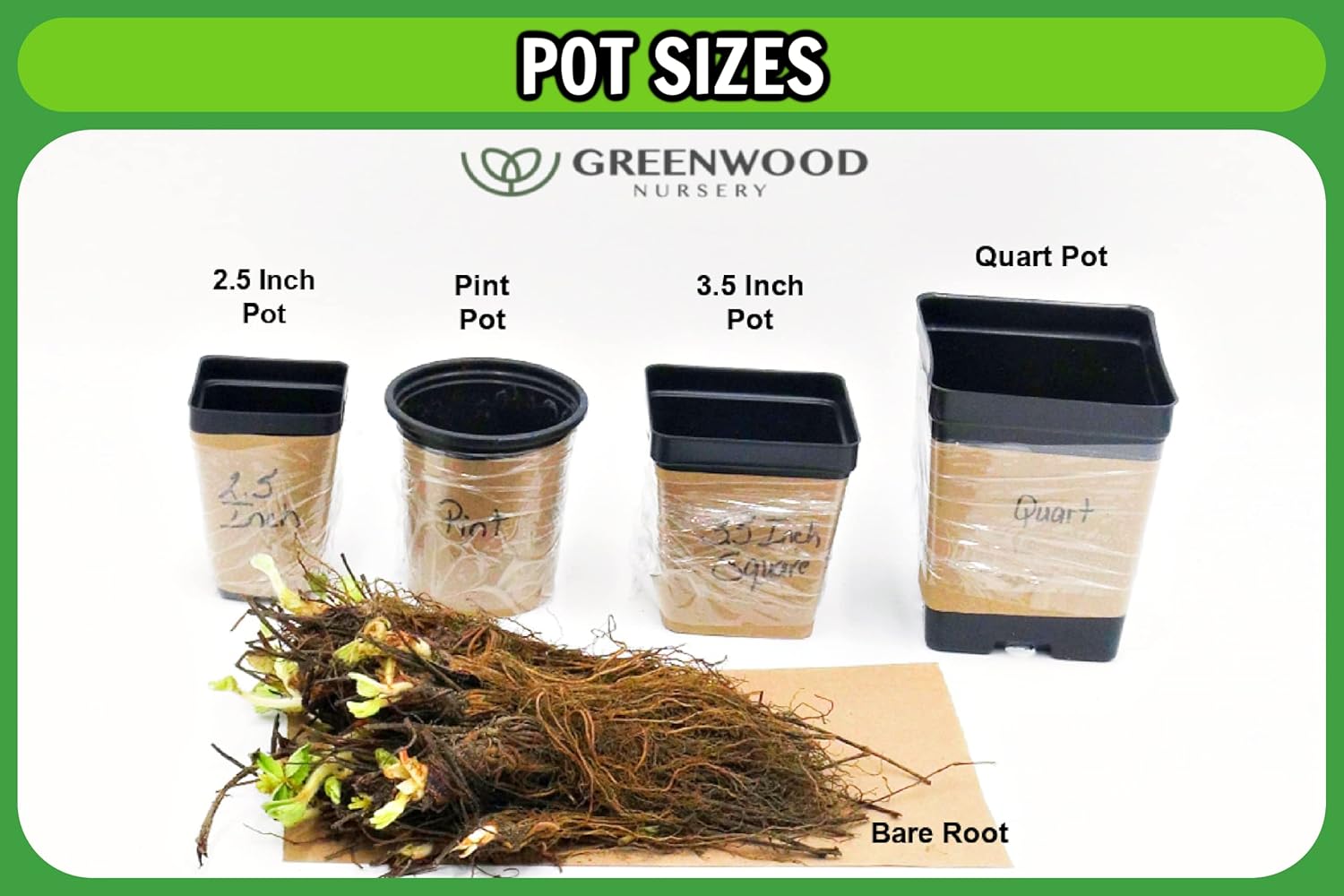 Greenwood Nursery: Live Perennial Plants - Creeping Rosemary + Rosmarinus Officinalis Prostratus - [Qty: 3X 3.5 Pots] - (Click for Other Available Plants/Quantities)