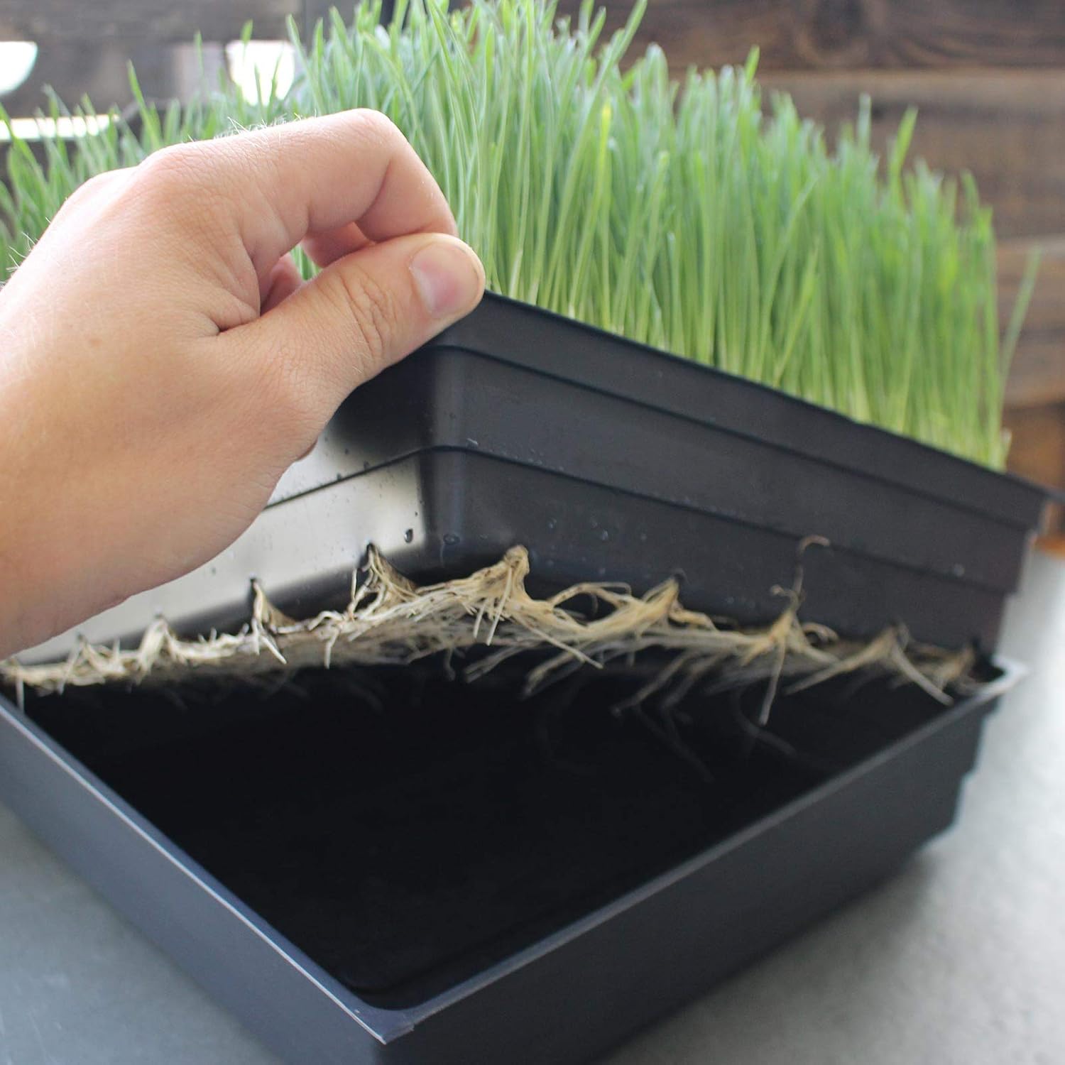 10" x 10" Garden Growing Trays with Drain Holes - 10-Pack Recyclable Plastic Plant Trays for Wheatgrass Sprouting Tray, Microgreens Growing Trays, Hydroponic Trays, Nursery Flats, Greenhouse Supplies