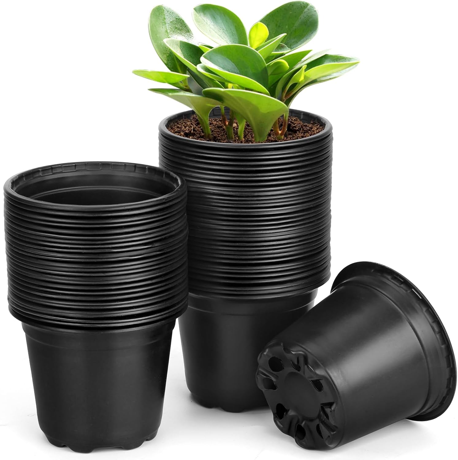 60 Pack 6 Inch Nursery Pots for Plants, Plastic Seeds Starter Pots with Drainage Holes, Small Plastic Plant Nursery Pots for Succulents Seedling Cutting Transplanting (60, 6 Inch)