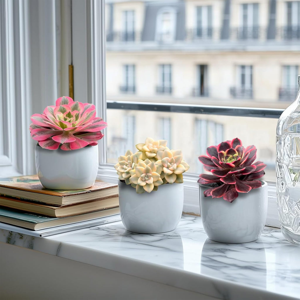 Live Succulents 'Apricot Beauty' (4-inch), Succulent Plants Fully Rooted in Pots with Soil, Easy-Care House Plant for DIY, Home Office Decor, Wedding Party Favor