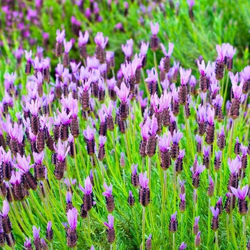 1 Pot Lavender Plant Live, Lavandula Perennial Flower Plant Indoor Outdoor, Well Rooted Plugs 3 to 5 Inch Tall to Grow (French Lavender)