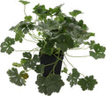 Greenwood Nursery: Live Perennial Plants - 'Biokovo' Cranesbill + Geranium x Cantabrigiense - [Qty: 5X Pint Pots] - (Click for Other Available Plants/Quantities)