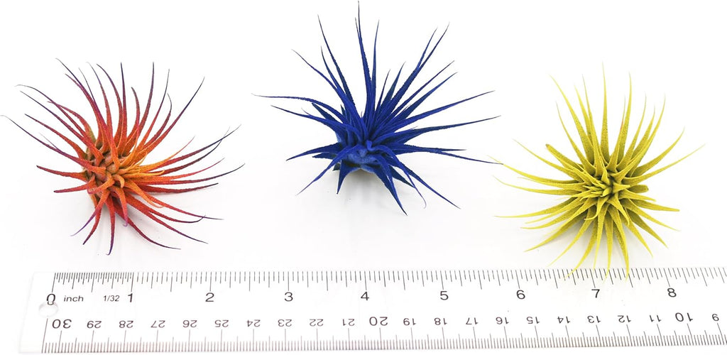 Dyed Tillandsia Ionantha Guatemala Enhanced Colored Colorful Air Plant Live Easy Care Indoor Outdoor Home Decor Gift Airplant by Awesome Industries Live Arrival Guaranteed (Twilight)