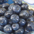 Direct Gardening Patriot Blueberry Bush Starter Plant, 1 per Offer-Can't Ship to CA, GA, MI, OR or WA