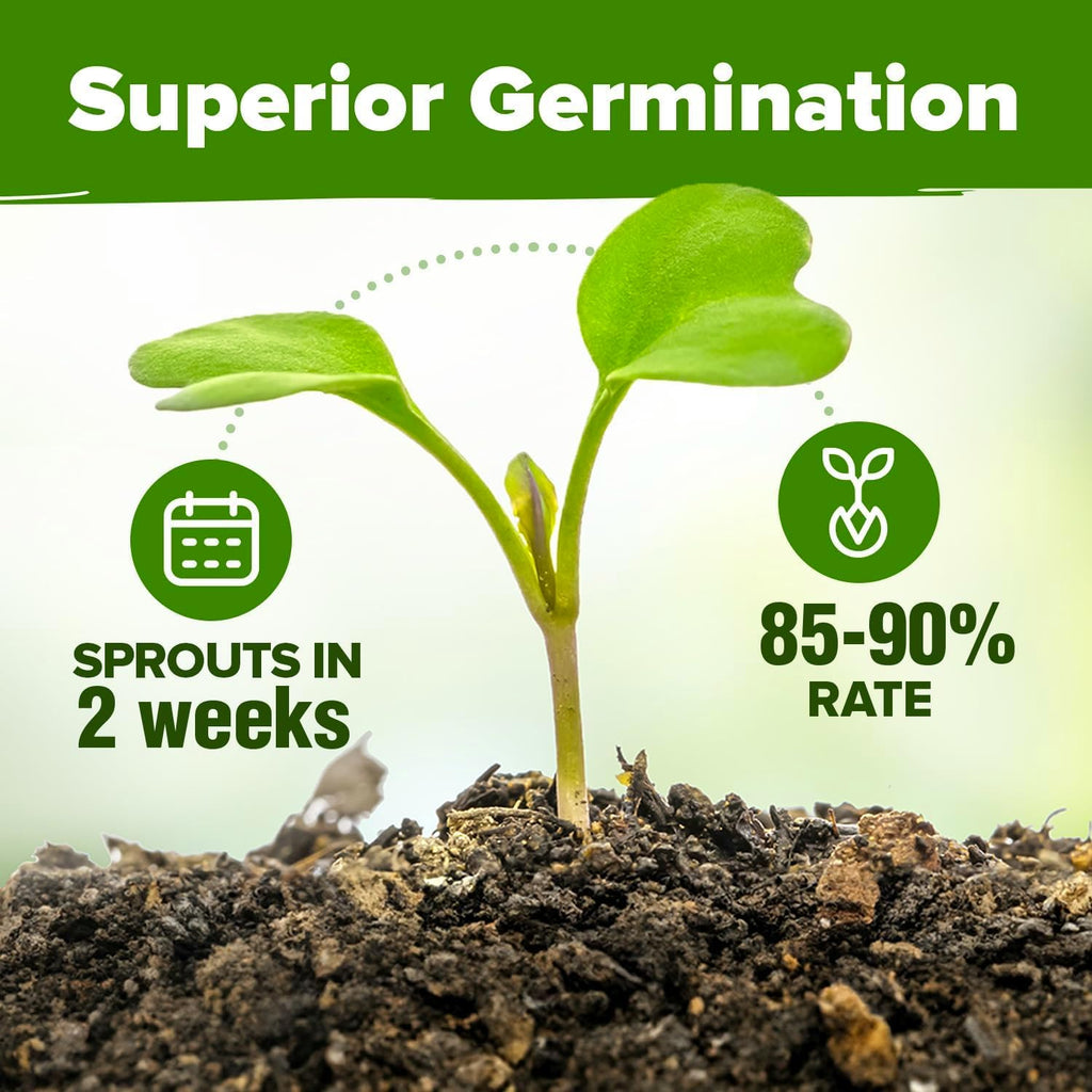 HOME GROWN 6 Herb Seeds for Planting 3,200+ Non-GMO Heirloom Seeds | Extra Large Variety Pack Herb Kit – Indoor Outdoor & Hydroponic | Culinary Seed Set | Grow Your Own Herbs | Gift for Beginners