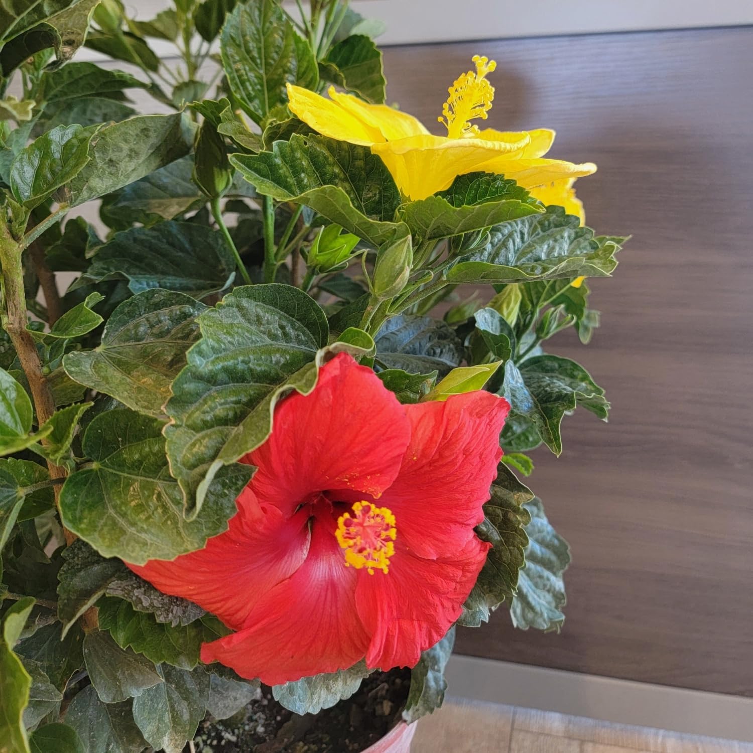 Tropical Plants of Florida Live Hibiscus Bush – Mystery Multi-Color Flowering Shrub in 3 Gallon Pot, 24 to 28” Tall – 2 to 3 Mixed Bloom Colors, Outdoor Tropical Garden Plant