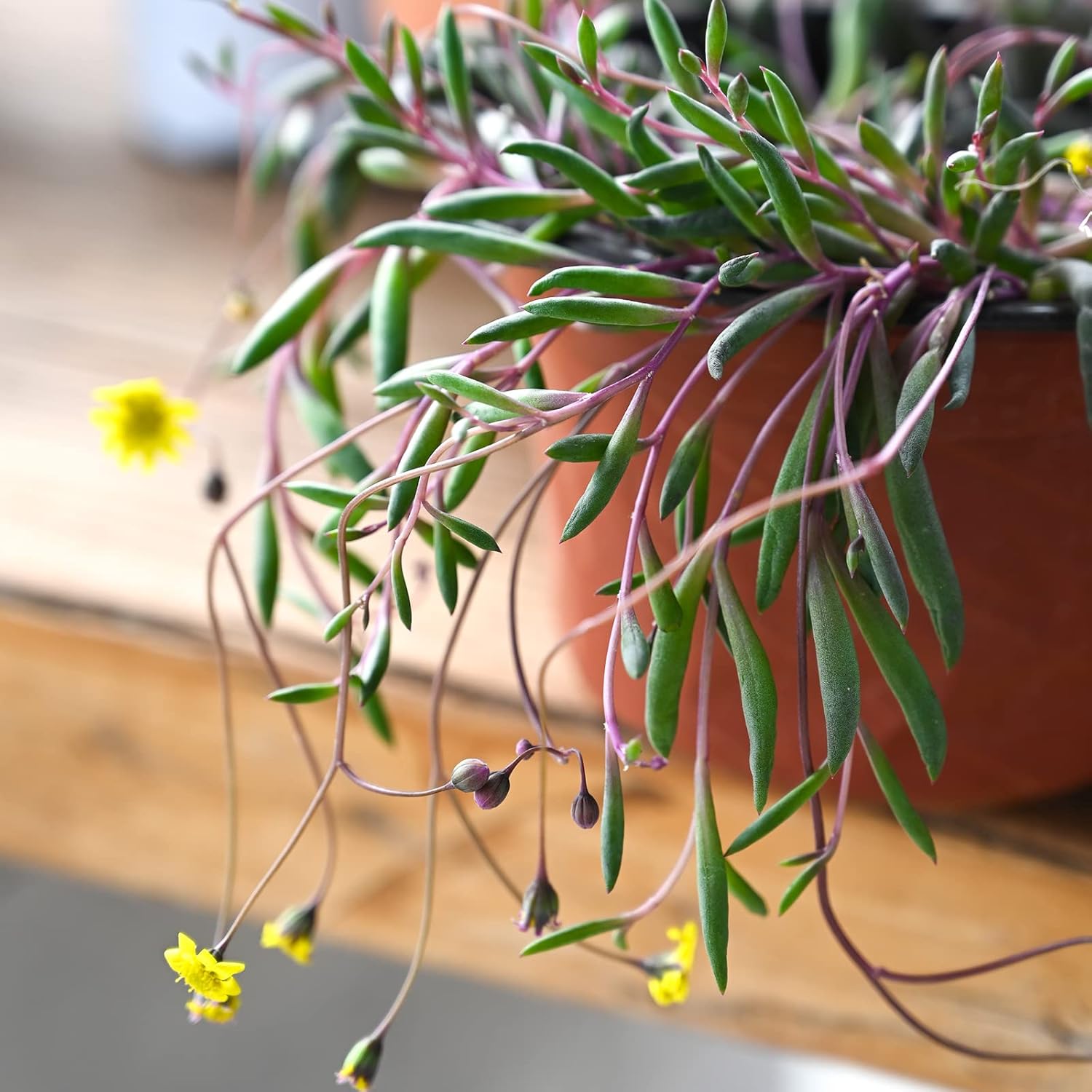 4" Ruby Necklace with White Stripe Pot, Live Othonna capensis L.H.Bailey Succulent, Purple Hanging Trailing House Plant for Home Office Wedding Decoration DIY Project Party Favor