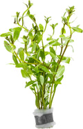 Live Plants - Ammannia Sulawesi - Orange to Pink Stem Plant for High Light Freshwater Aquarium Aquascapes, Midground to Background, Orange, Pink, Green Accent - Lead Bunch