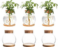 Plant Propagation Station,Hydroponic Glass Container Vase Jars, with Wooden Saucer for Desks, Houses, Garden Decorations, Home Kitchen Decorations and Gifts for Plant Lovers (6)