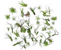 Air Plants Bulk - Tillandsia Variety Wholesale Pack, Regular 1-3" - 50ct - Live Arrival Guaranteed - House Plants for Home Decor & Gift