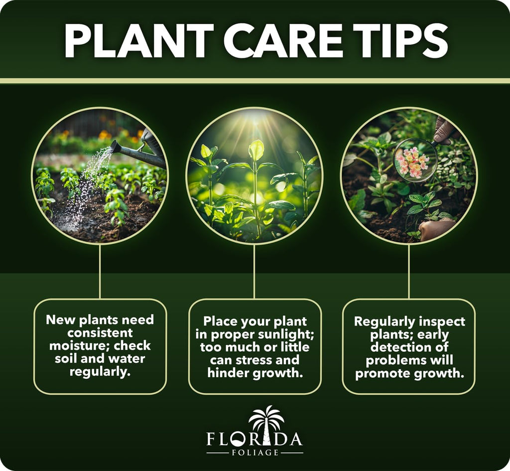 Leyland Cypress |3 Large Gallon Size Plants | Cupressocyparis leylandii | Fast Growing Privacy Trees, Evergreen Landscape Plants, Drought Tolerant, Low Maintenance, Windbreak, Hardy
