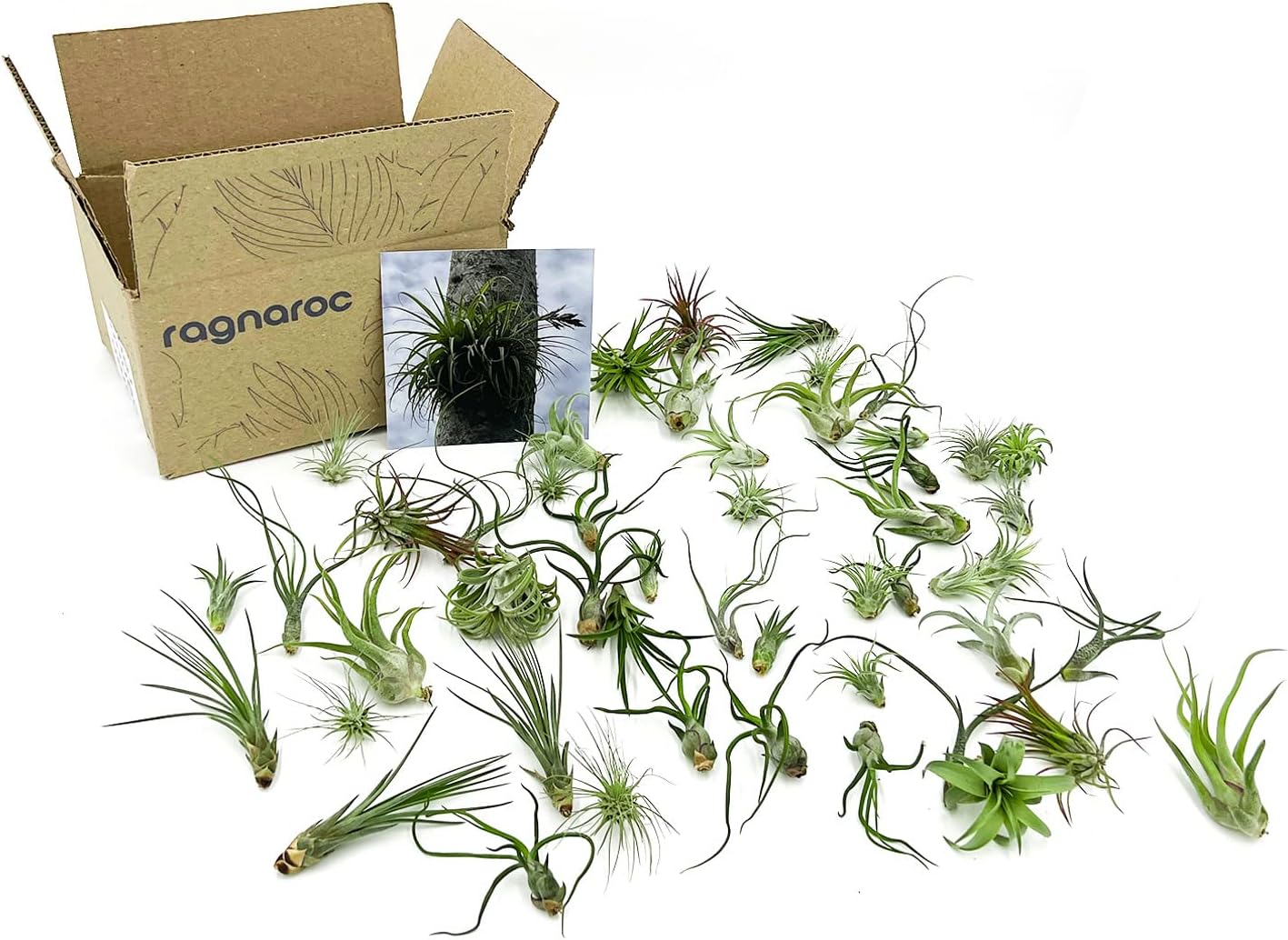 Air Plants Bulk - Tillandsia Variety Wholesale Pack, Regular 1-3" - 50ct - Live Arrival Guaranteed - House Plants for Home Decor & Gift