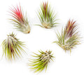 5 Pack Large Air Plants Tillandsia Ionantha Guatemala - Live Succulent House Plants - Available in Wholesale and Bulk - Home and Garden Decor - Easy Care Indoor and Outdoor Plants (Pack of 5)