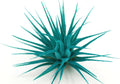 Live Extra Large Tillandsia Ionantha Guatemala Enhanced Colored Colorful Air Plant 3+ inch Easy Care Indoor Outdoor Home Decor Gift Airplant Awesome Industries Live Arrival Guaranteed (Teal XL)