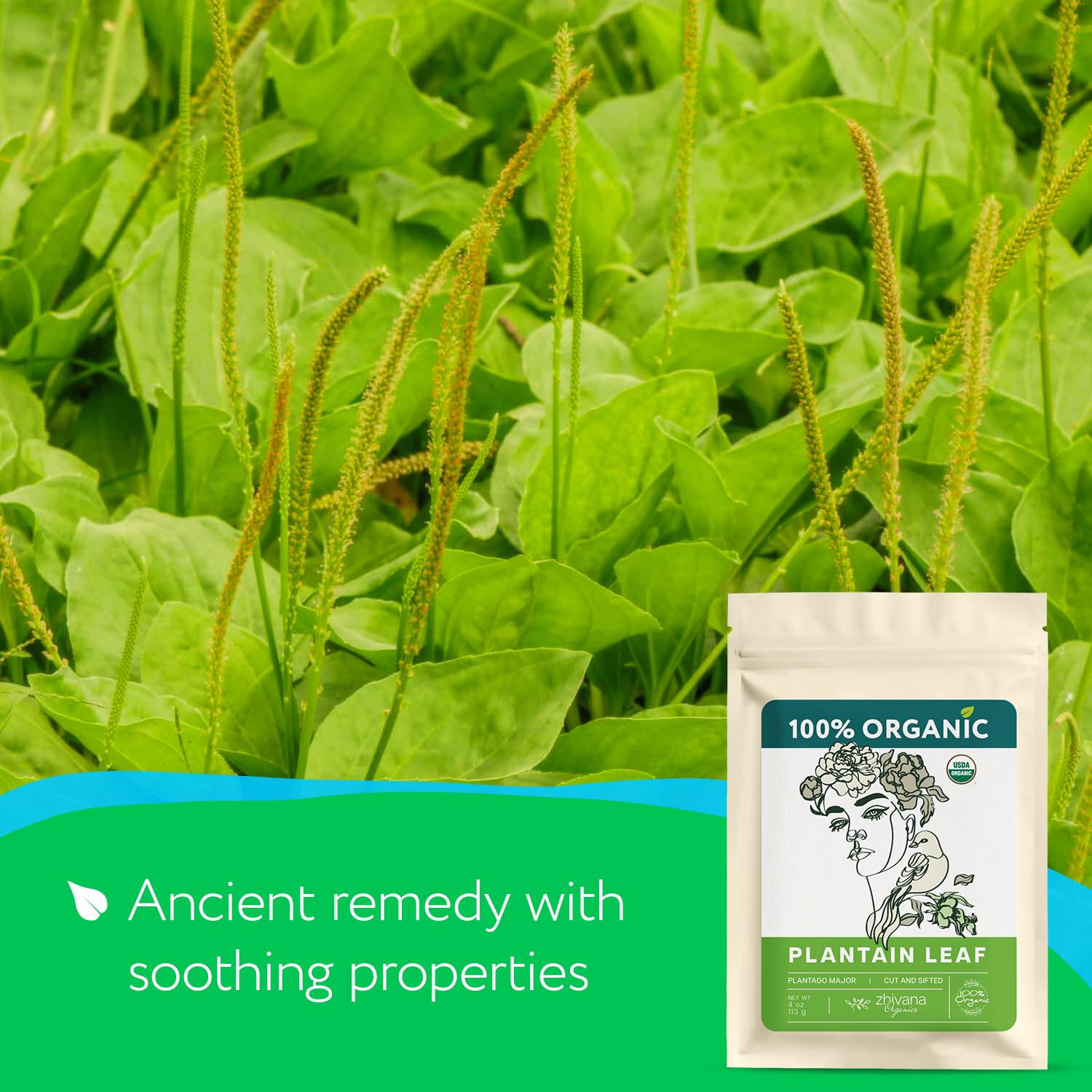 Plantain Leaf Organic (4 oz.) – Broadleaf Plantain Tea Loose Leaf (Plantago Major) – Llanten Planta Medicinal - Herbal Tea for Digestion, Respiratory Health & Detox