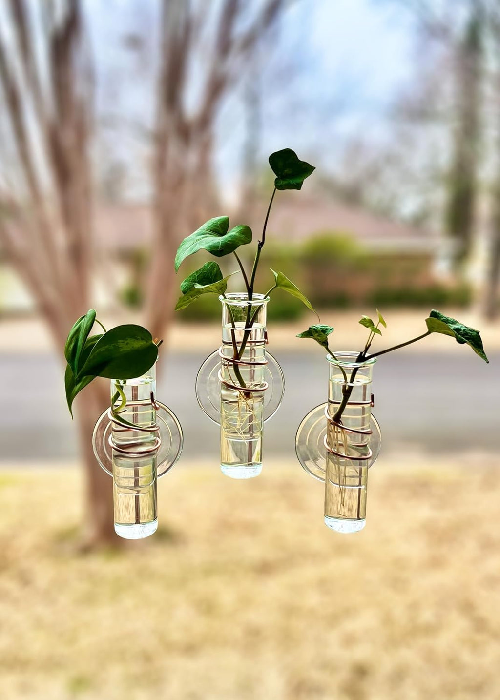 The Little Window Propagator | Window Propagation Station with Removable Glass Tubes, Indoor Plant Clippings, Cut Flowers, Herbs, Succulents | Home Decor | Plant Lover Gift (3)