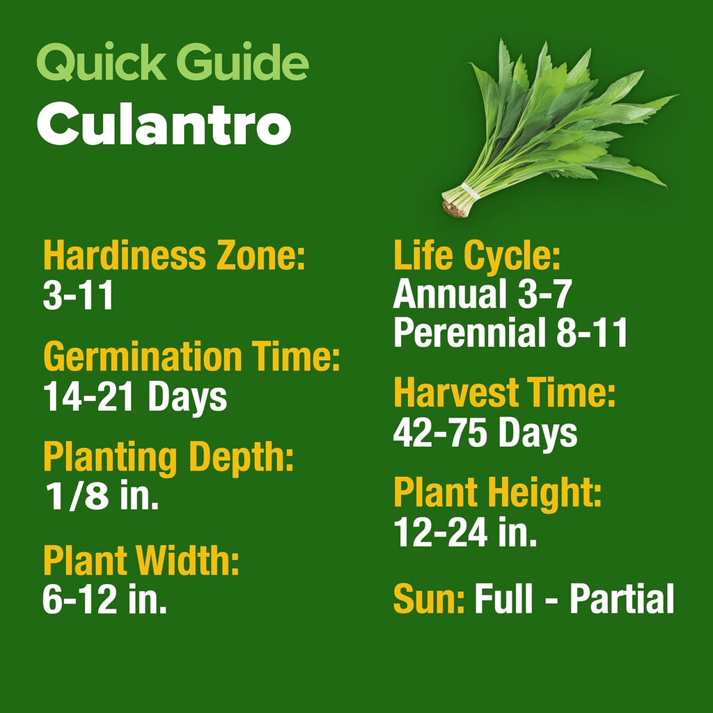 HOME GROWN Culantro Seeds - 720+ 𝗡𝗢𝗡-𝗚𝗠𝗢, 𝗨𝗦𝗔-𝗦𝗢𝗨𝗥𝗖𝗘𝗗 Heirloom Herb Seeds for Planting, Slow-Bolting, Flavorful Cilantro Alternative, Great for Outdoor Herb Gardens (Eryngium foetidum)