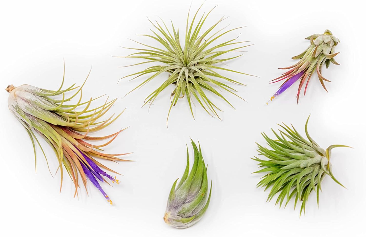 30 Pack Air Plants Assorted Tillandsia Ionantha - Live Succulent House Plants - Available in Wholesale and Bulk - Home and Garden Decor - Easy Care Indoor and Outdoor Plants