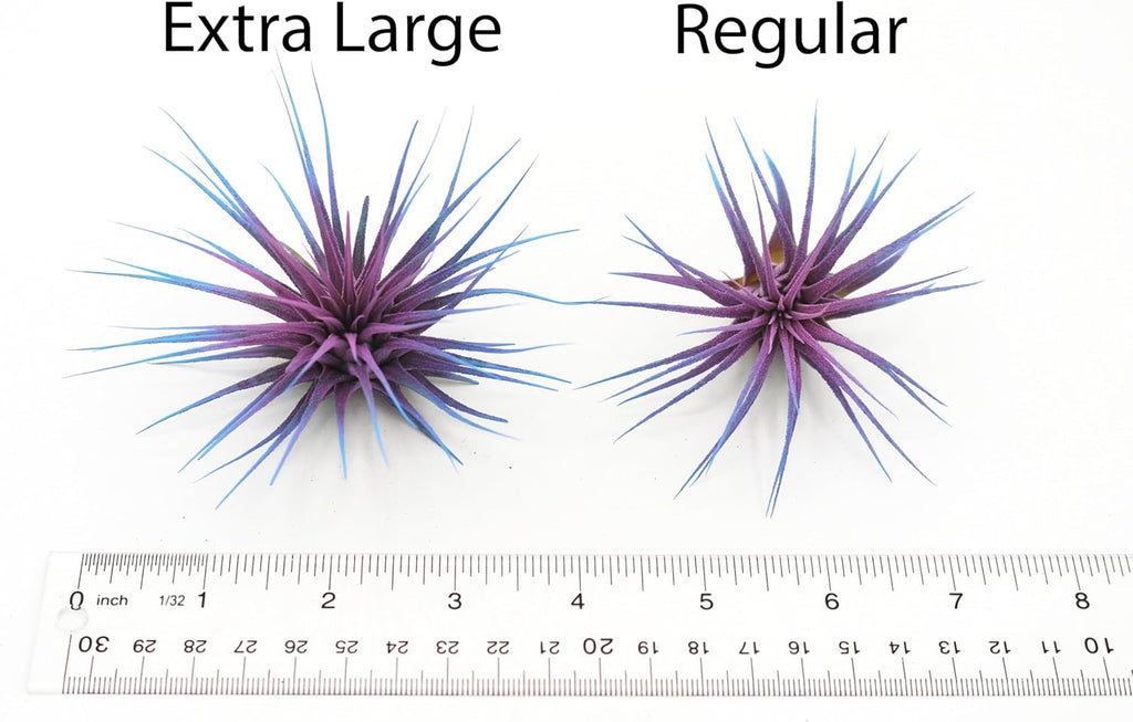 Dyed Tillandsia Ionantha Guatemala Enhanced Colored Colorful Air Plant Live Easy Care Indoor Outdoor Home Decor Gift Airplant by Awesome Industries Live Arrival Guaranteed (Purple)