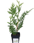 Thuja Green Giant Arborvitae Lot of 75, 3 Inch Pot