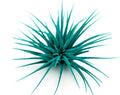 Dyed Tillandsia Ionantha Guatemala Enhanced Colored Colorful Air Plant Live Easy Care Indoor Outdoor Home Decor Gift Airplant by Awesome Industries Live Arrival Guaranteed (Teal)